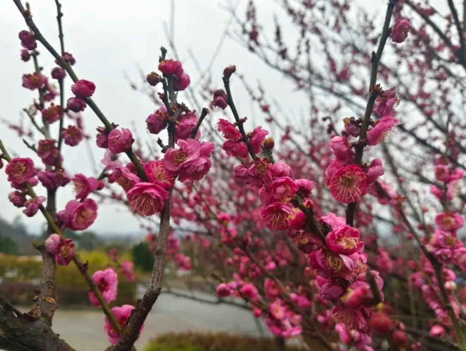 二月，邂逅梅花的芬芳